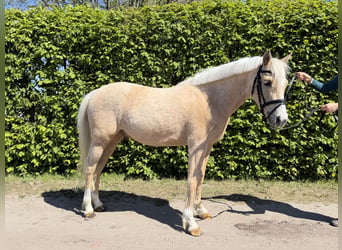 German Riding Pony, Gelding, 4 years, 13.3 hh, Palomino
