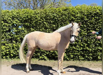 German Riding Pony, Gelding, 4 years, 13.3 hh, Palomino