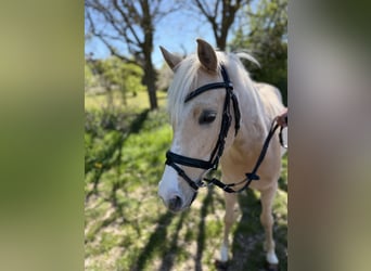 German Riding Pony, Gelding, 4 years, 13.3 hh, Palomino
