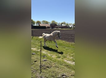 German Riding Pony, Gelding, 4 years, 13.3 hh, Palomino