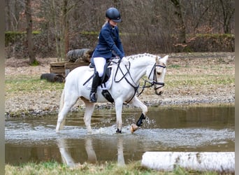 German Riding Pony, Gelding, 4 years, 13.3 hh, Palomino