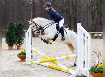 German Riding Pony, Gelding, 4 years, 13.3 hh, Palomino