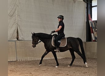 German Riding Pony, Gelding, 4 years, 13.3 hh, Smoky-Black