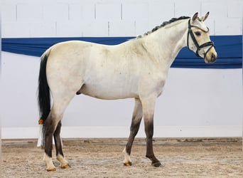 German Riding Pony, Gelding, 4 years, 13,2 hh, Dun