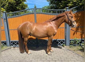 German Riding Pony, Gelding, 4 years, 13,2 hh, Sorrel