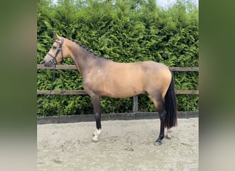 German Riding Pony, Gelding, 4 years, 13,3 hh, Buckskin