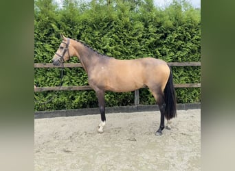 German Riding Pony, Gelding, 4 years, 13,3 hh, Buckskin