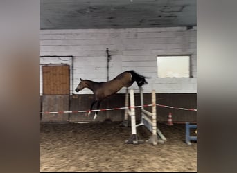 German Riding Pony, Gelding, 4 years, 13,3 hh, Buckskin