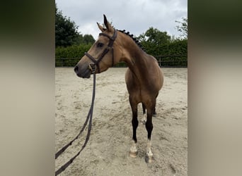 German Riding Pony, Gelding, 4 years, 13,3 hh, Buckskin
