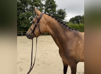 German Riding Pony, Gelding, 4 years, 13,3 hh, Buckskin