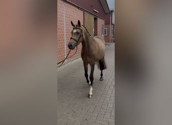 German Riding Pony, Gelding, 4 years, 13,3 hh, Buckskin