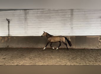 German Riding Pony, Gelding, 4 years, 13,3 hh, Buckskin