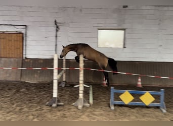 German Riding Pony, Gelding, 4 years, 13,3 hh, Buckskin