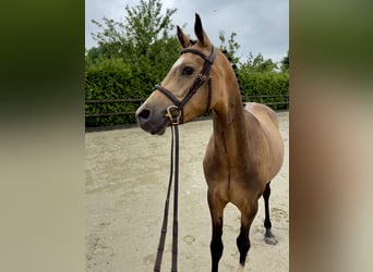 German Riding Pony, Gelding, 4 years, 13,3 hh, Buckskin