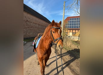 German Riding Pony, Gelding, 4 years, 13,3 hh, Chestnut-Red