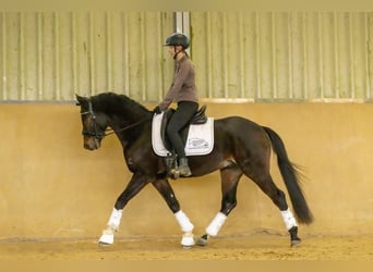 German Riding Pony, Gelding, 4 years, 14.1 hh, Bay-Dark