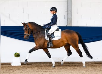 German Riding Pony, Gelding, 4 years, 14.1 hh, Bay-Dark