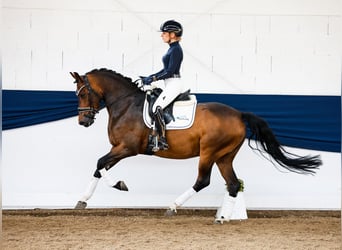 German Riding Pony, Gelding, 4 years, 14.1 hh, Bay-Dark