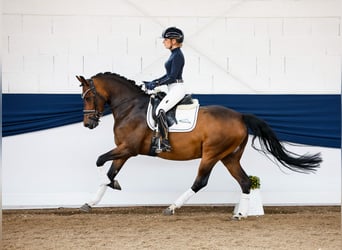 German Riding Pony, Gelding, 4 years, 14.1 hh, Bay-Dark