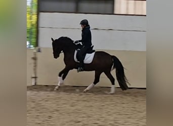 German Riding Pony, Gelding, 4 years, 14.1 hh, Bay-Dark
