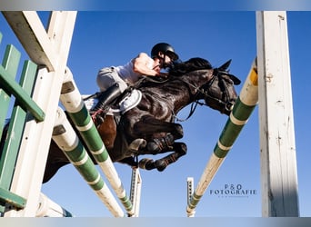 German Riding Pony, Gelding, 4 years, 14.1 hh, Bay-Dark German Riding Pony, Gelding, 4 years, 14.1 hh, Bay-Dark