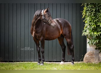 German Riding Pony, Gelding, 4 years, 14.1 hh, Bay-Dark German Riding Pony, Gelding, 4 years, 14.1 hh, Bay-Dark