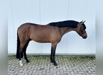 German Riding Pony, Gelding, 4 years, 14.1 hh, Bay-Dark