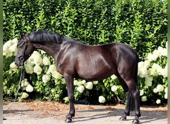 German Riding Pony, Gelding, 4 years, 14.1 hh, Black