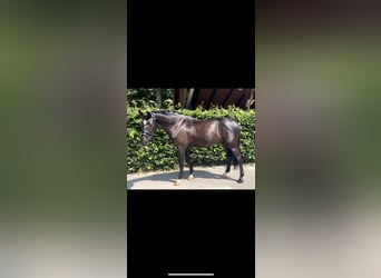 German Riding Pony, Gelding, 4 years, 14,1 hh, Black