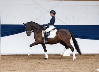 German Riding Pony, Gelding, 4 years, 14.1 hh, Black