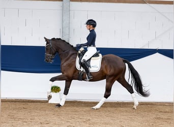 German Riding Pony, Gelding, 4 years, 14.1 hh, Black