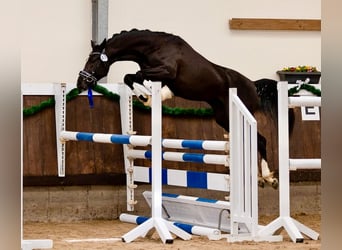 German Riding Pony, Gelding, 4 years, 14.1 hh, Black