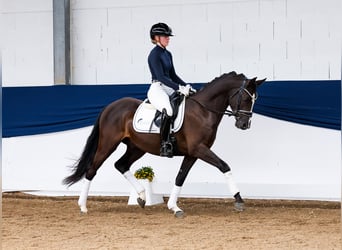 German Riding Pony, Gelding, 4 years, 14.1 hh, Black