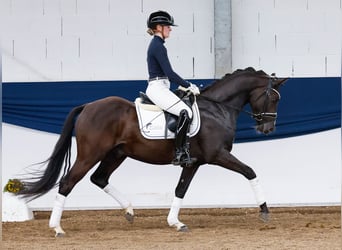 German Riding Pony, Gelding, 4 years, 14.1 hh, Black