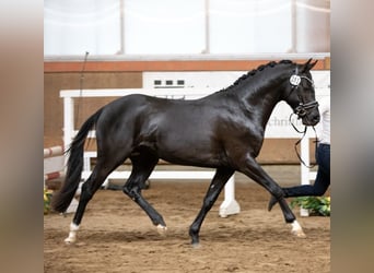 German Riding Pony, Gelding, 4 years, 14.1 hh, Black