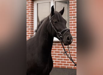German Riding Pony, Gelding, 4 years, 14.1 hh, Black