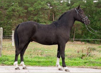 German Riding Pony, Gelding, 4 years, 14.1 hh, Black