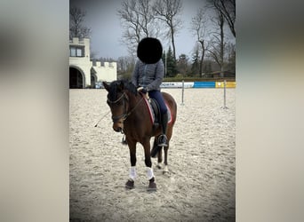German Riding Pony, Gelding, 4 years, 14.1 hh, Brown
