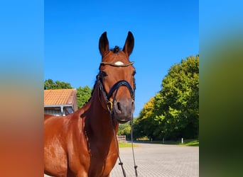 German Riding Pony, Gelding, 4 years, 14.1 hh, Brown