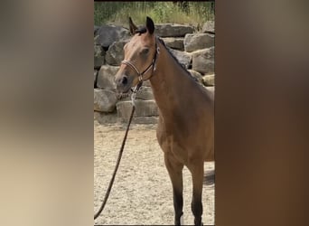 German Riding Pony, Gelding, 4 years, 14.1 hh, Brown