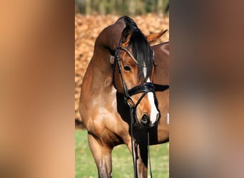 German Riding Pony, Gelding, 4 years, 14.1 hh, Brown