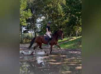 German Riding Pony, Gelding, 4 years, 14.1 hh, Brown