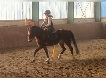 German Riding Pony, Gelding, 4 years, 14.1 hh, Brown