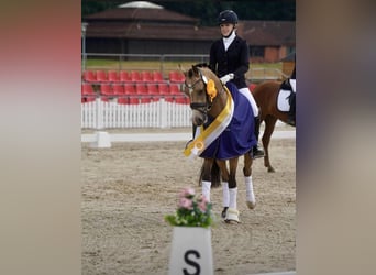 German Riding Pony, Gelding, 4 years, 14.1 hh, Buckskin German Riding Pony, Gelding, 4 years, 14.1 hh, Buckskin