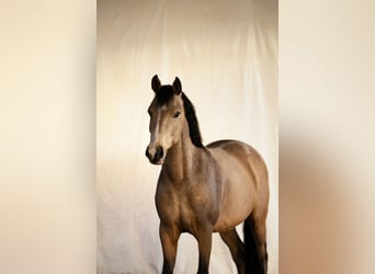 German Riding Pony, Gelding, 4 years, 14.1 hh, Buckskin German Riding Pony, Gelding, 4 years, 14.1 hh, Buckskin