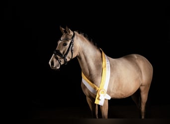 German Riding Pony, Gelding, 4 years, 14.1 hh, Buckskin German Riding Pony, Gelding, 4 years, 14.1 hh, Buckskin