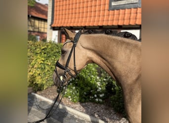 German Riding Pony, Gelding, 4 years, 14.1 hh, Buckskin