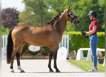 German Riding Pony, Gelding, 4 years, 14.1 hh, Buckskin