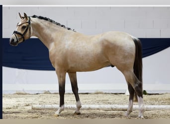 German Riding Pony, Gelding, 4 years, 14.1 hh, Buckskin