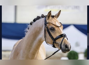 German Riding Pony, Gelding, 4 years, 14.1 hh, Buckskin